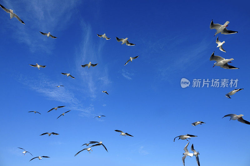 一群海鸥飞过晴朗的天空