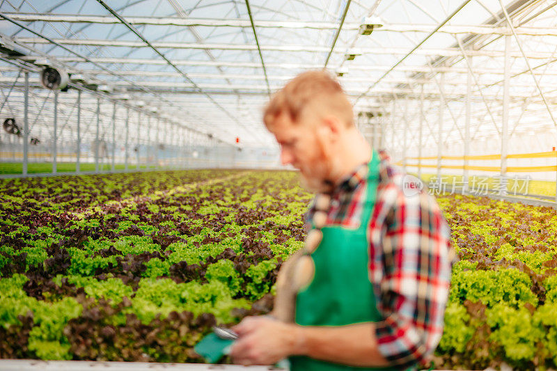男农民在生菜温室工作。男人在用他的智能手机。