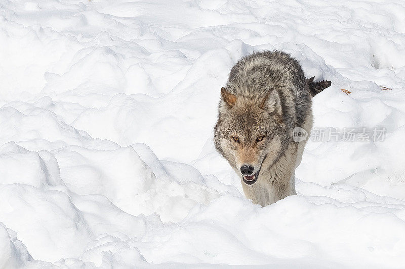 黄石国家公园里，强壮的大马皮提灰太狼正带着它们的犬犬走向摄像机