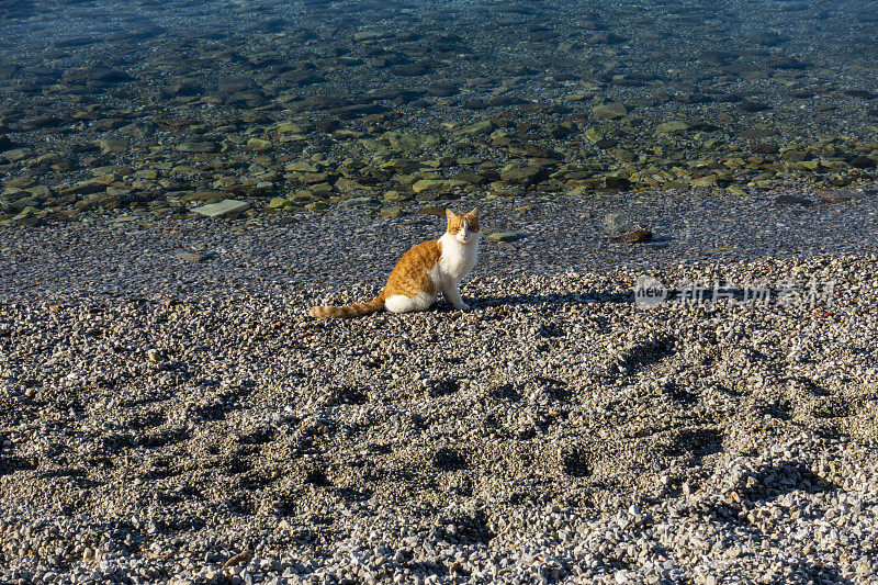 海滩上的猫