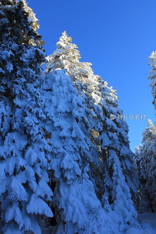 博鲁雪松Köroğlu山