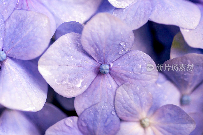 紫花雨后，背景与空间复制