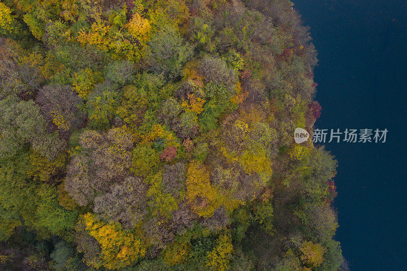 头顶五彩缤纷的混合秋林