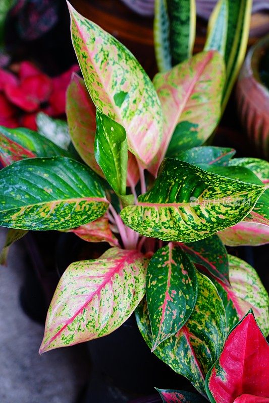 粉色和绿色的Aglaonema