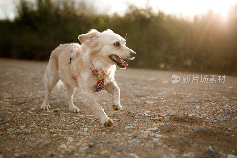 可爱的小狗在土路上奔跑的肖像