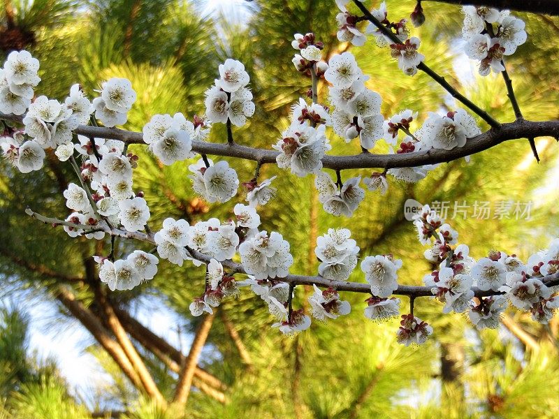 日本。2月。初升的太阳与盛开的梅枝和后面的松树嬉戏。