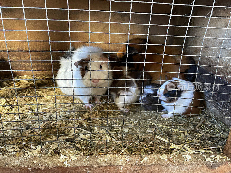 一对正在繁殖的短毛阿比西尼亚豚鼠和它们的后代在铁丝网门后面，动物笼子的围栏上散落着木屑