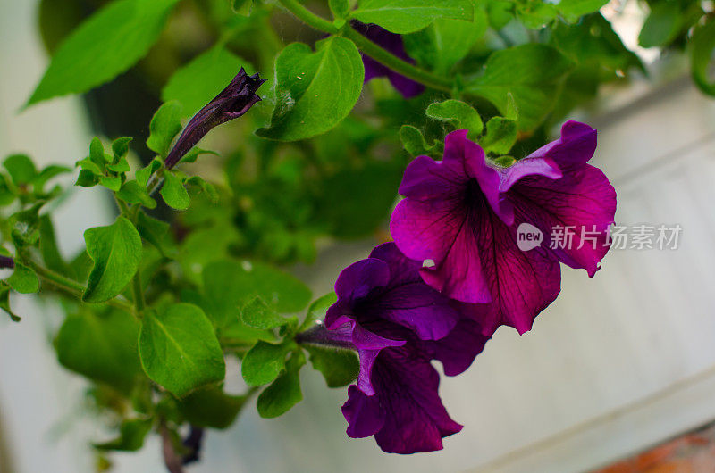 两个紫色喇叭花。花坛里盛开着美丽鲜艳的牵牛花。佩妮矮牵牛。花园里有2朵花。