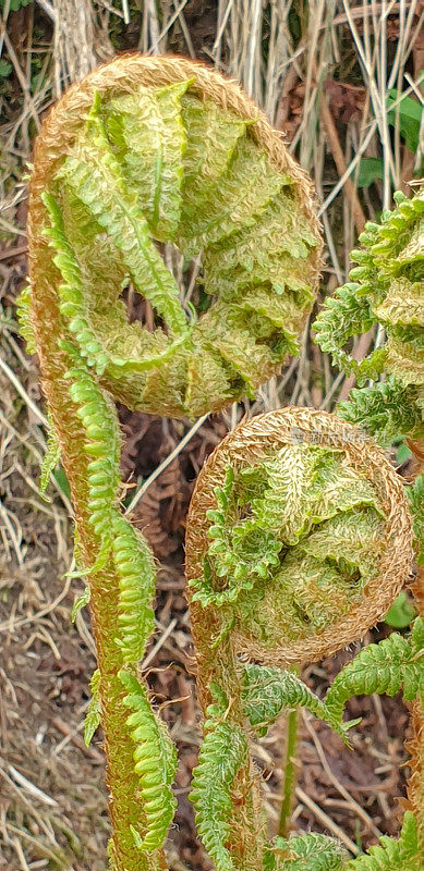 春季新生长的蕨类植物