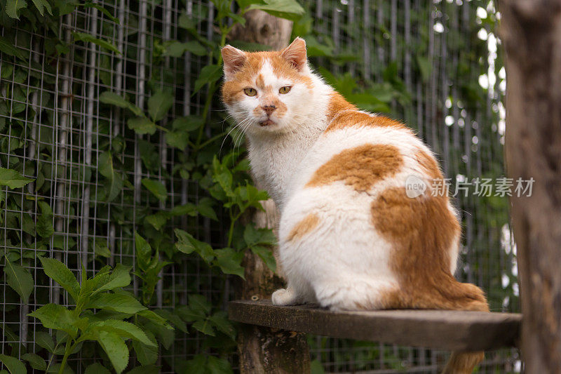 猫在动物收容所的户外笼子里