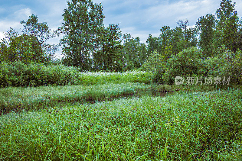乡间一条小河上茂密的植被。河岸上自然长满了水生植物和灌木。风景优美，是远足和放松的好地方。