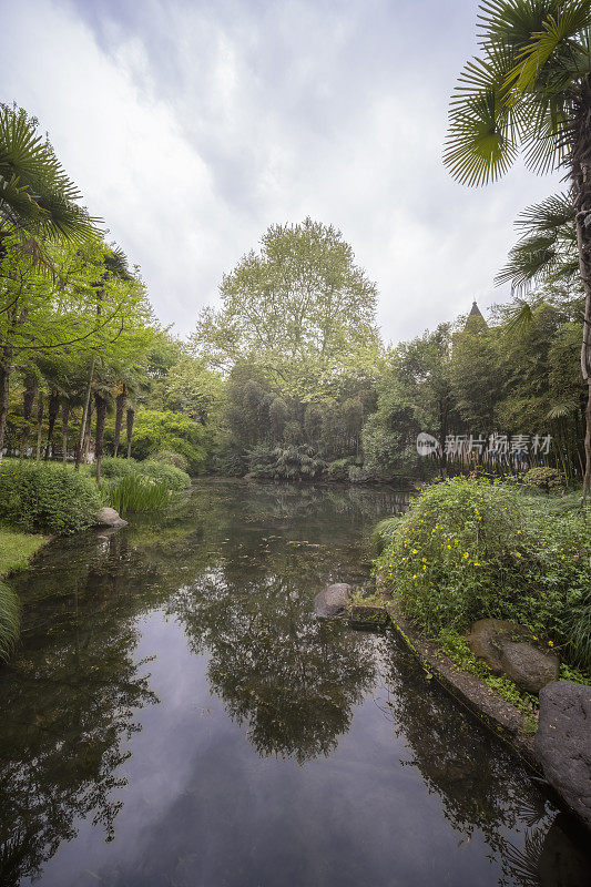 中国杭州西湖边的绿色植物