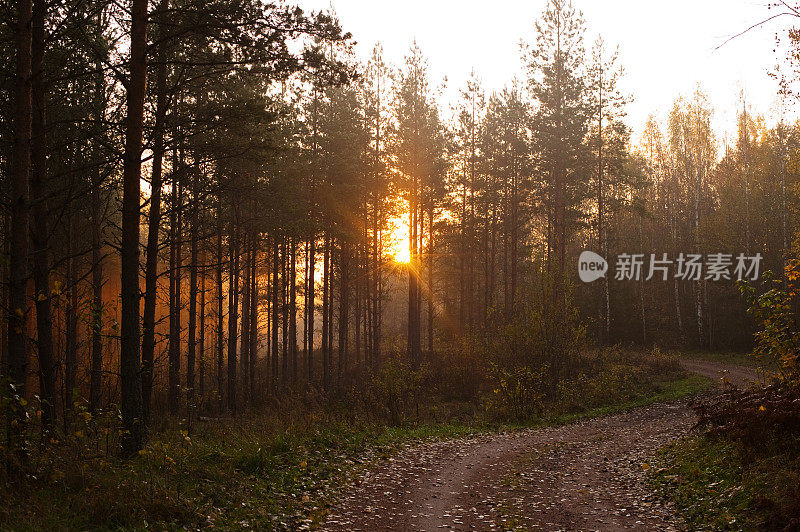 清晨，云杉林中的小石子路，日出在树间