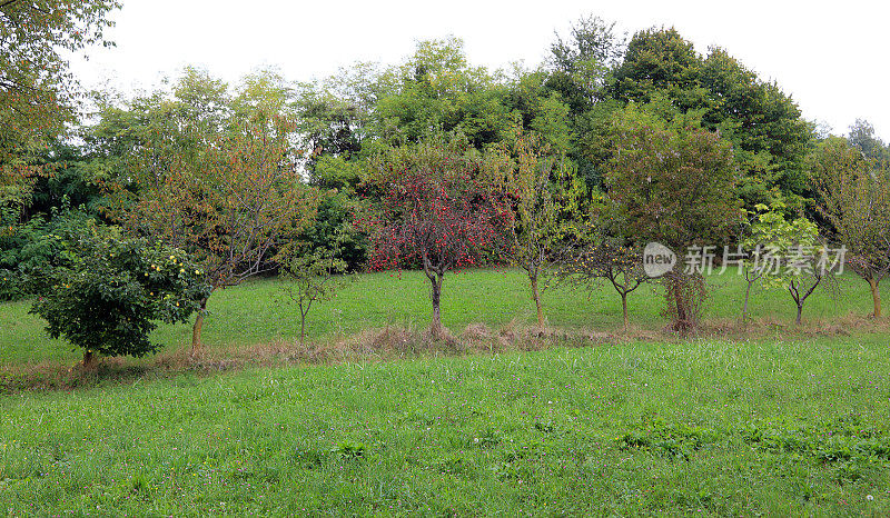 秋天，果园里种着苹果、梨、无花果
