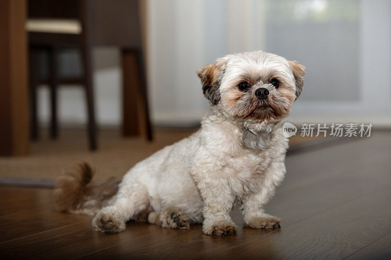 可爱的西施犬，坐在木地板上