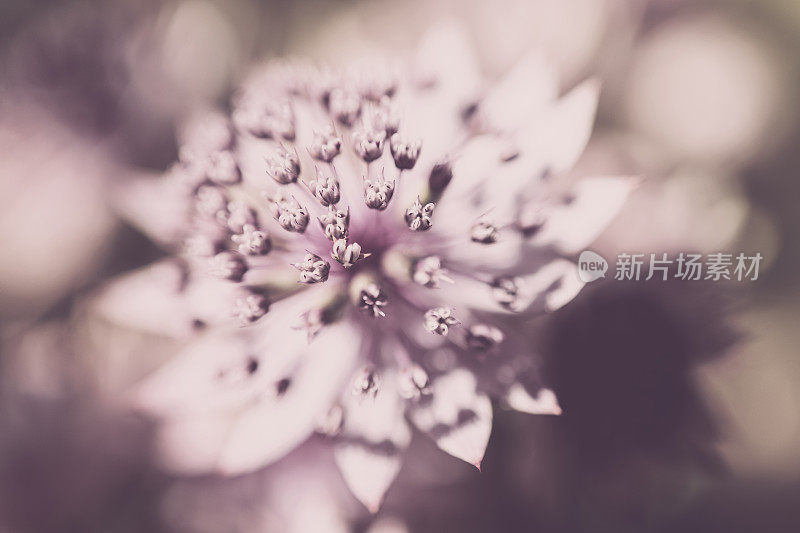 Astrantia鲜花的背景