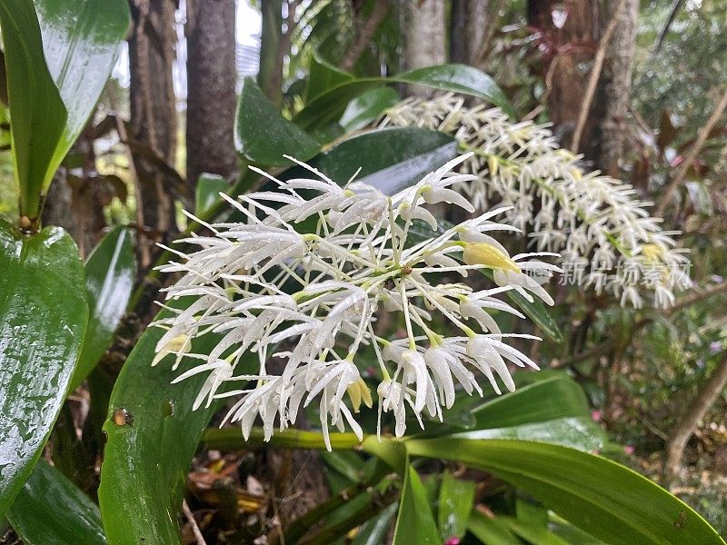 白花岩兰