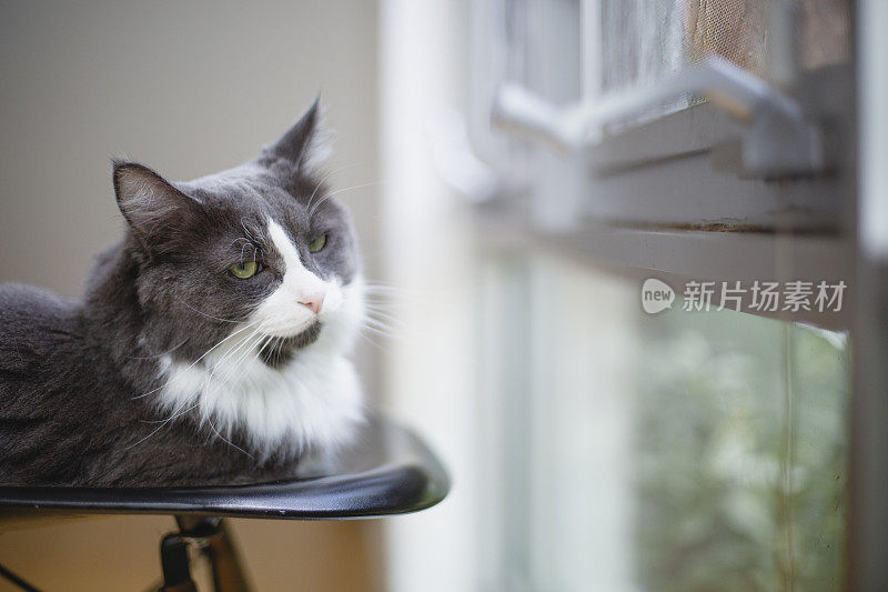 灰色的猫透过窗户看