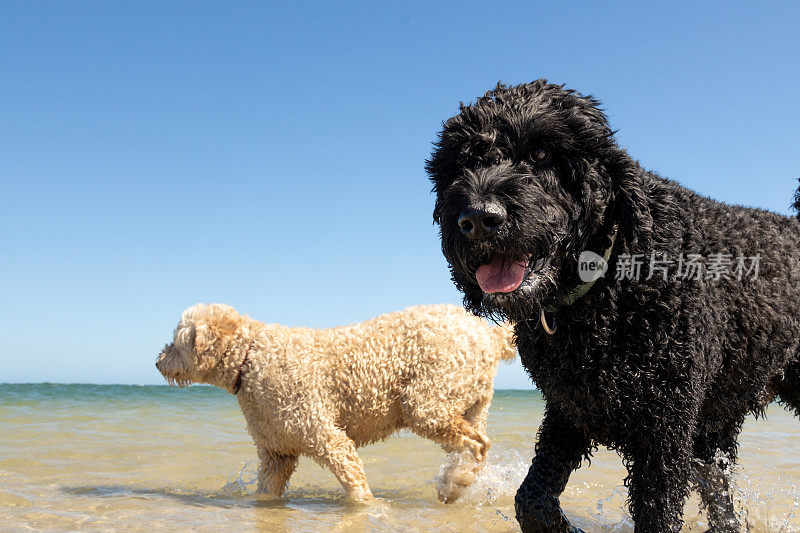 两只快乐的狗在宠物友好的原始海滩上玩耍