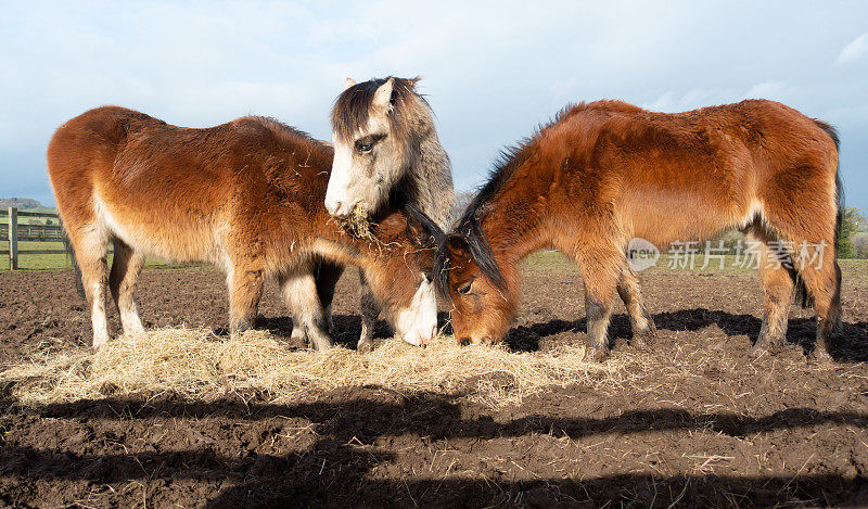 冬日寒冷的什罗普郡乡村，三匹毛茸茸的小马站在泥泞的田野里吃干草。