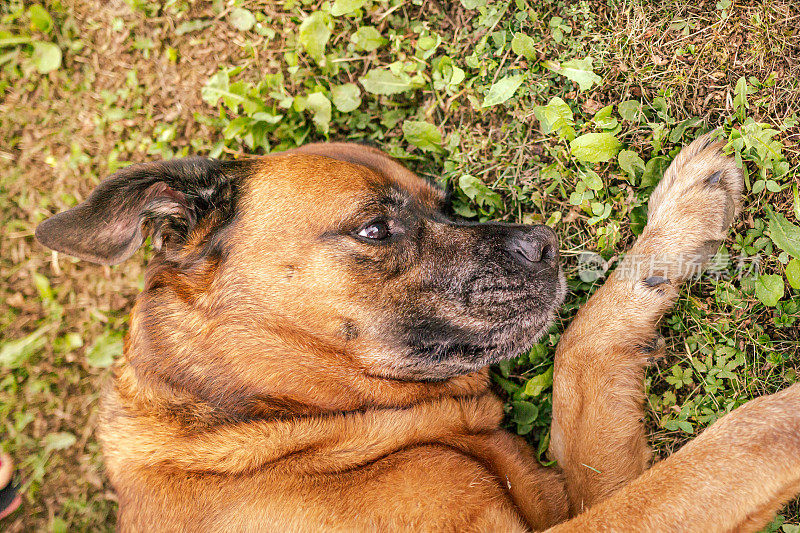 一只棕色的混血大狗躺在草地上。