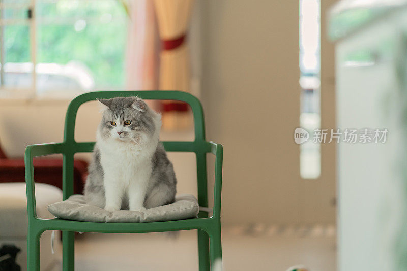 西伯利亚猫在椅子上休息