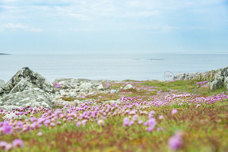 海草花的草地