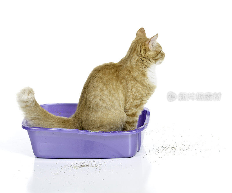 猫在用猫砂盆