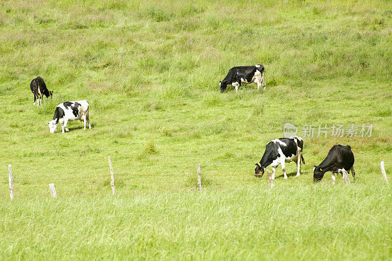 绿色草地上的一群荷斯坦奶牛