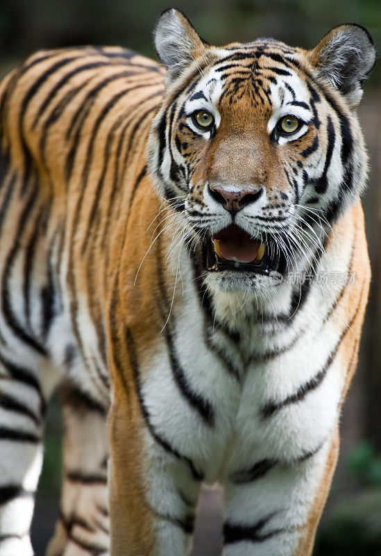 美丽的盯着老虎