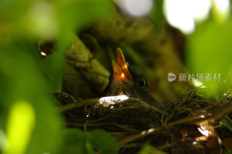 繁殖鸟