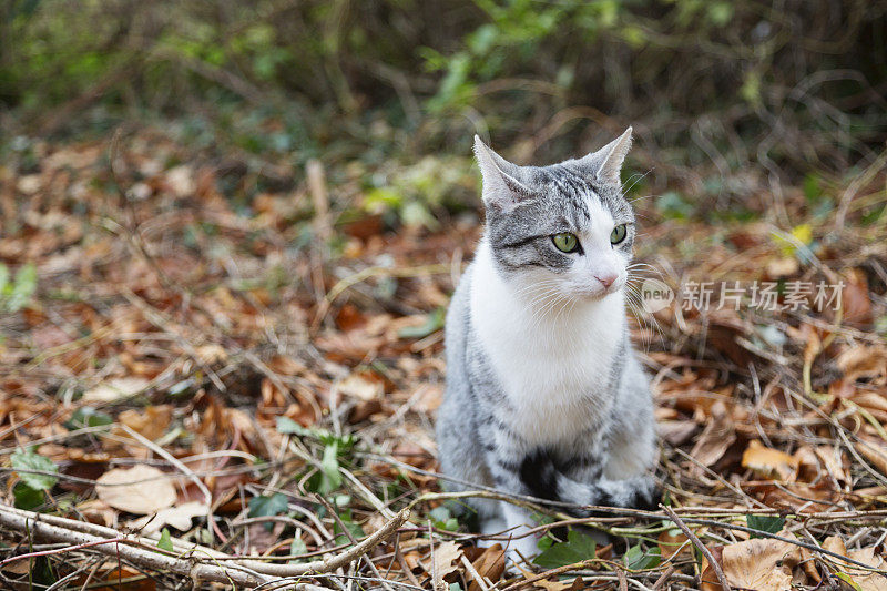 虎斑猫坐在秋天花园的棕色树叶上