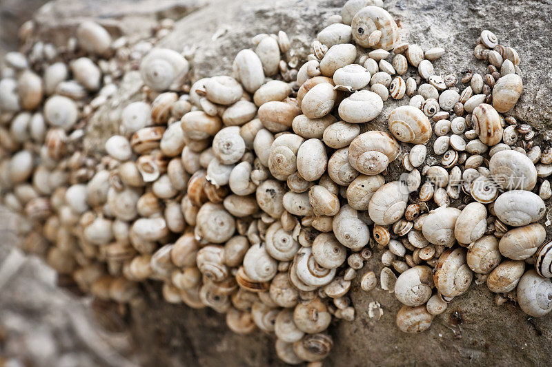 岩石上的蜗牛壳