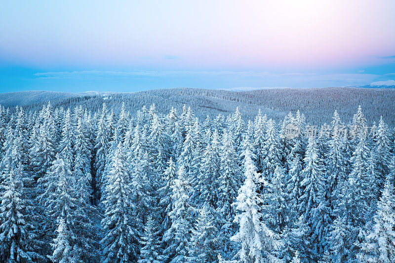 冬日森林的日出