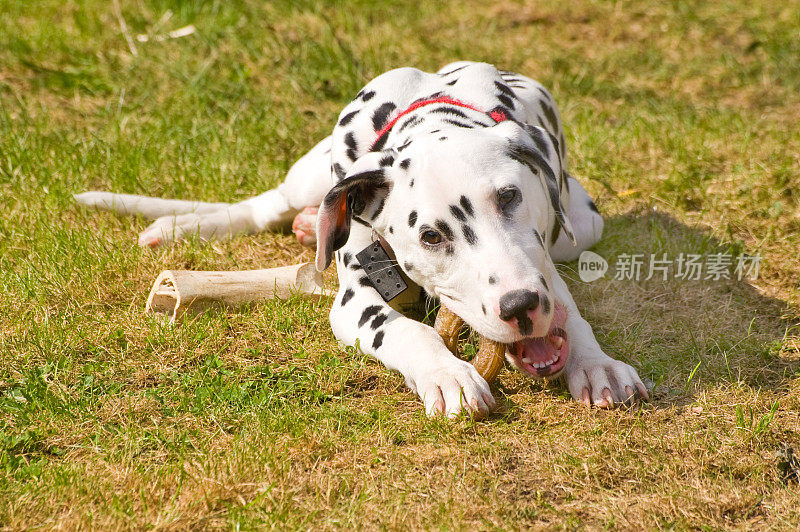 达尔马提亚小狗在咬戒指