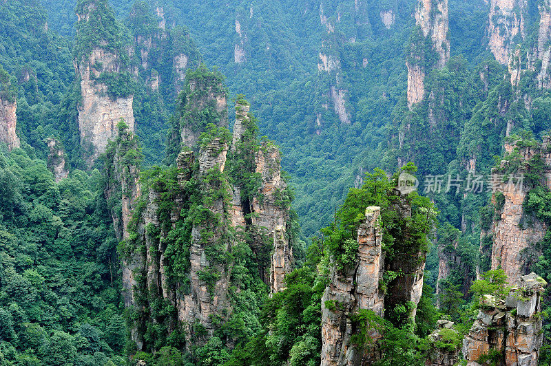 山巅森林景观02