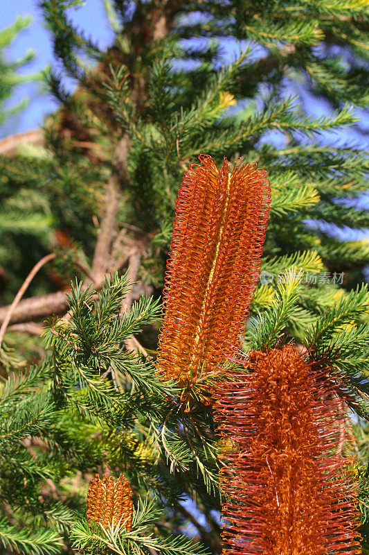 澳大利亚本土花:Banksia