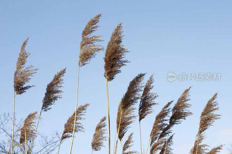 春天，高大的芦苇在摇曳