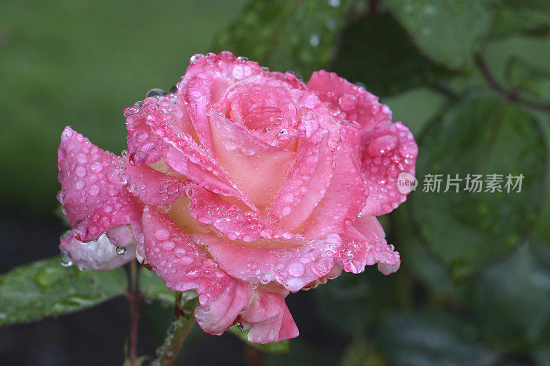 小雨打在上升