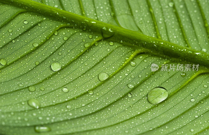 带雨滴的叶子