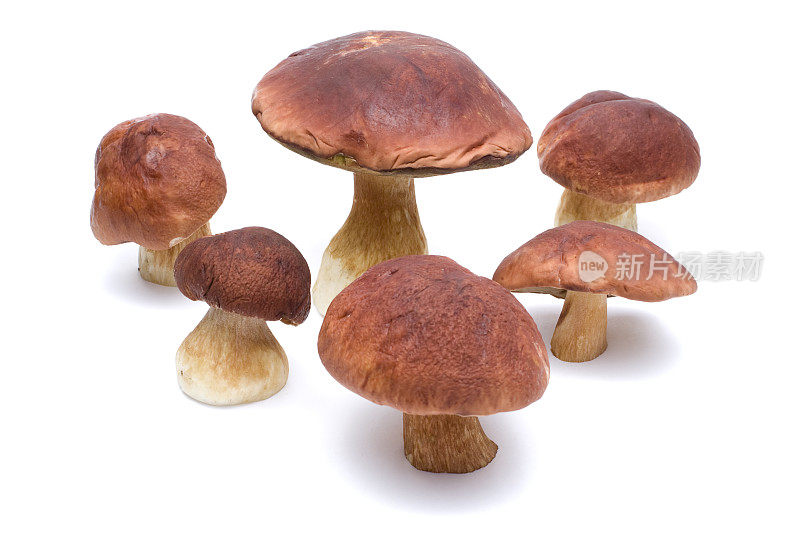 波尔奇尼蘑菇