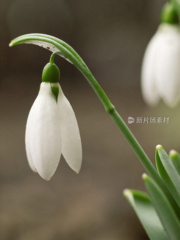 雪花莲花