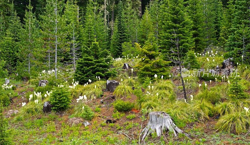 威拉米特河通过Beargrass