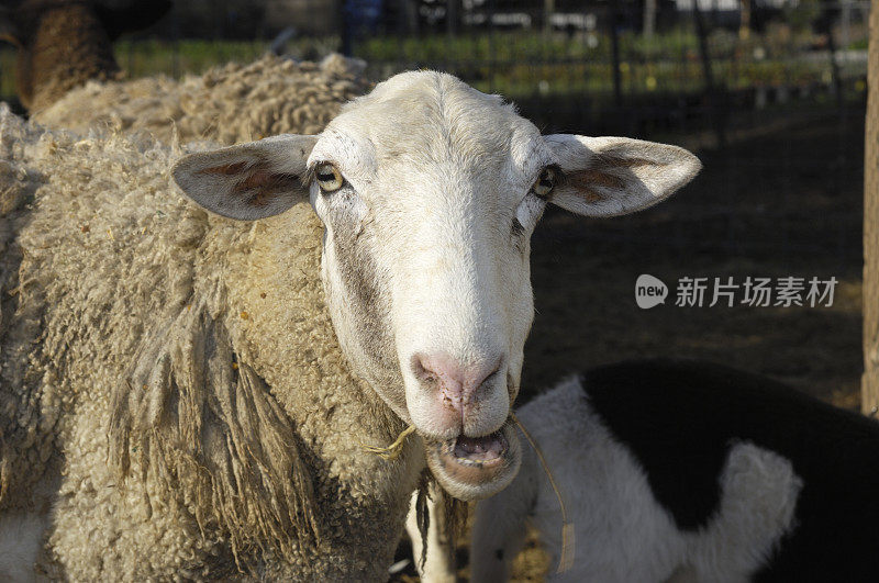 家养绵羊的特写