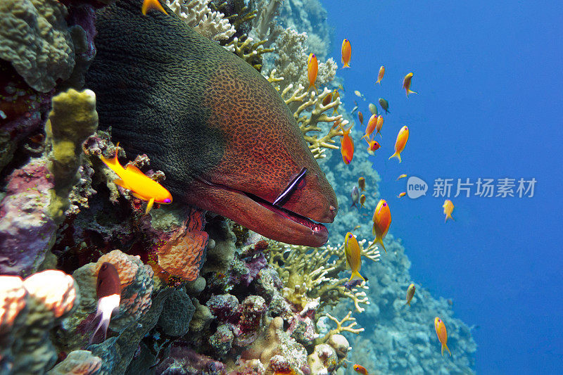 热带海洋中的珊瑚礁和巨大的海鳗