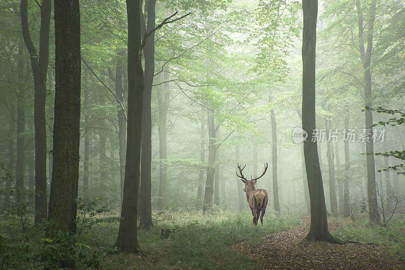 马鹿鹿的形象在雾蒙蒙的秋天彩色森林