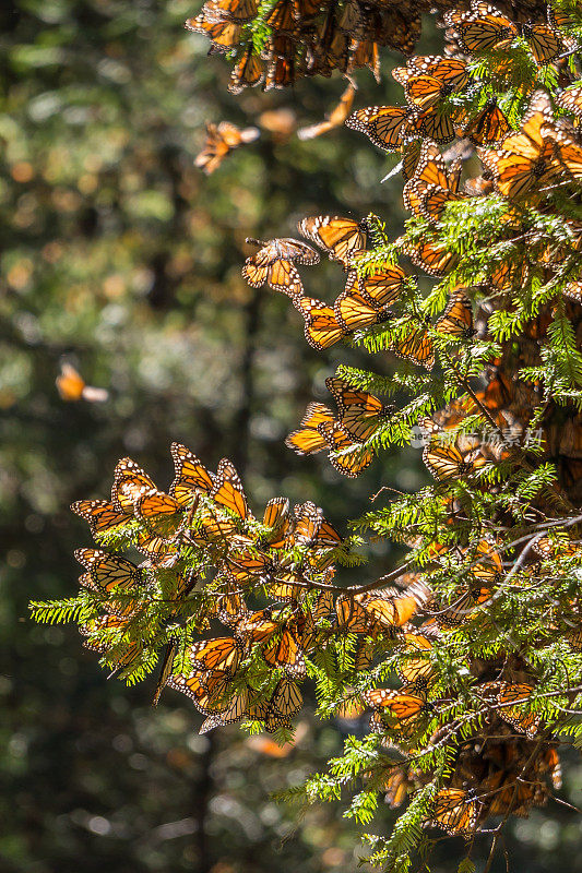 墨西哥树枝上的黑脉金斑蝶