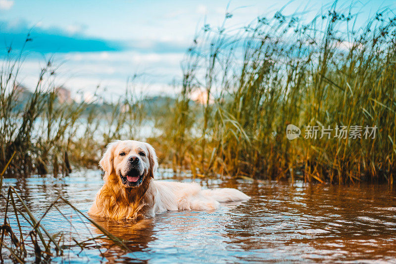 金毛猎犬躺在水里