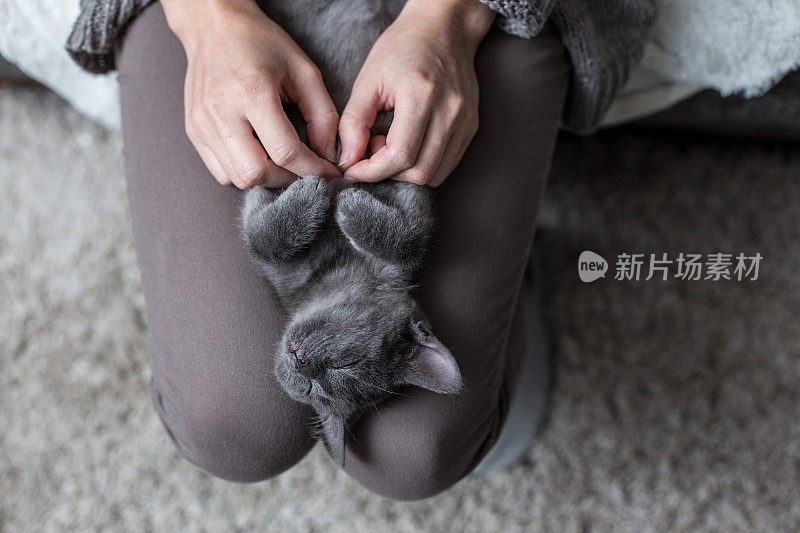 一只小猫正躺在膝盖上