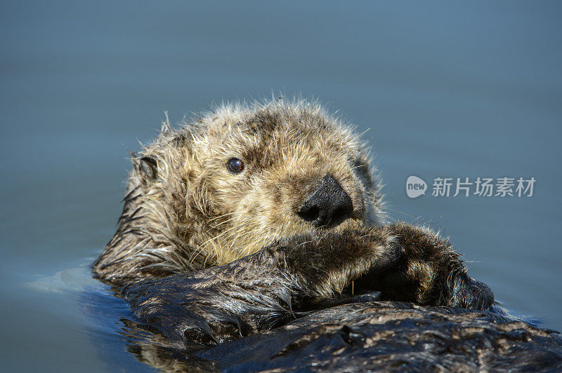 野生海獭在平静的海水中休息